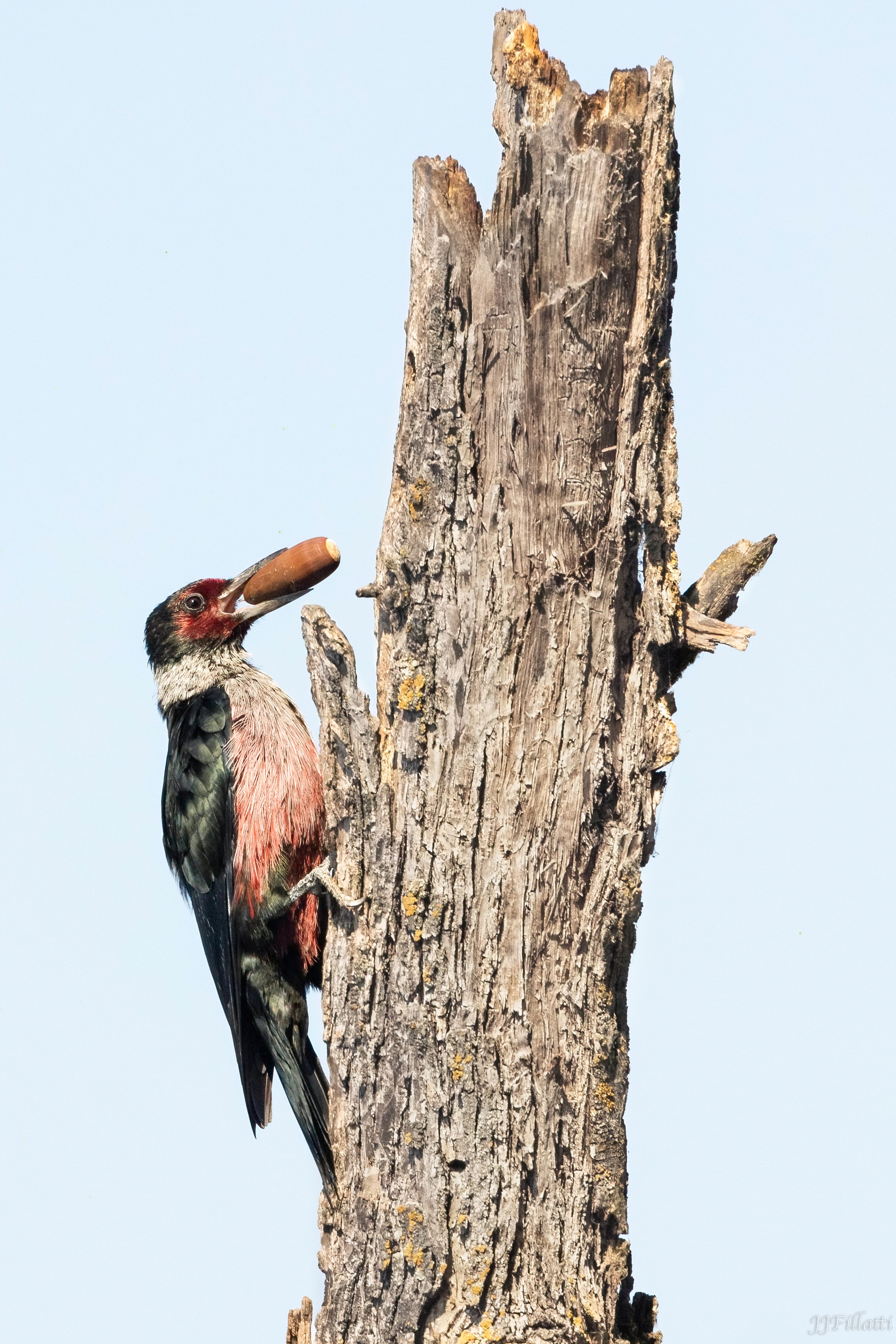 bird of California image 9